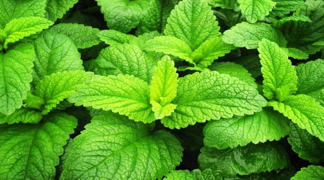 Мелисса оффициналис