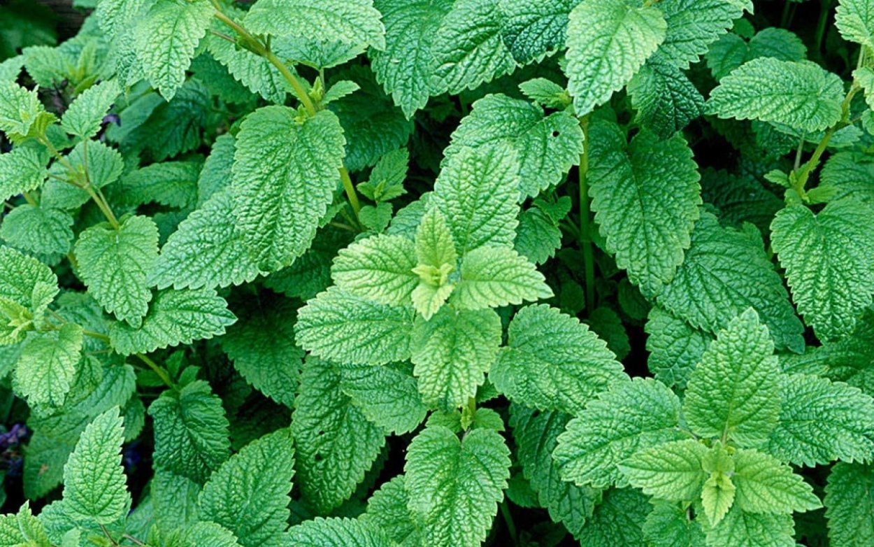 Мелисса оффициналис