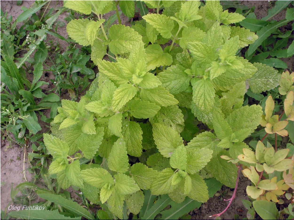 Мелисса желтая