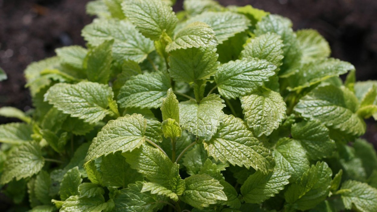 Мелисса оффициналис