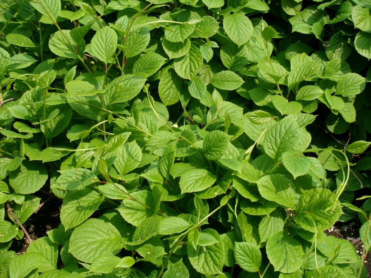 Лимонник лист