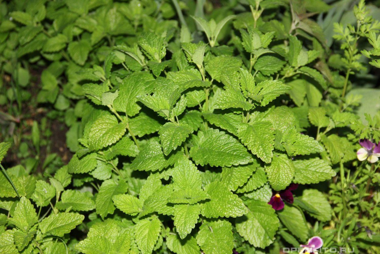 Мелисса мята лимонная