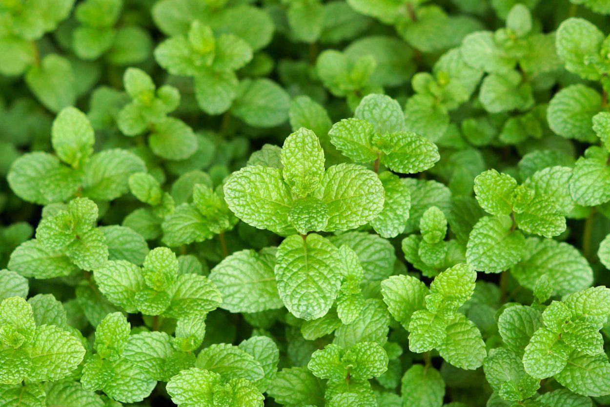 Мята перечная (Mentha piperita)