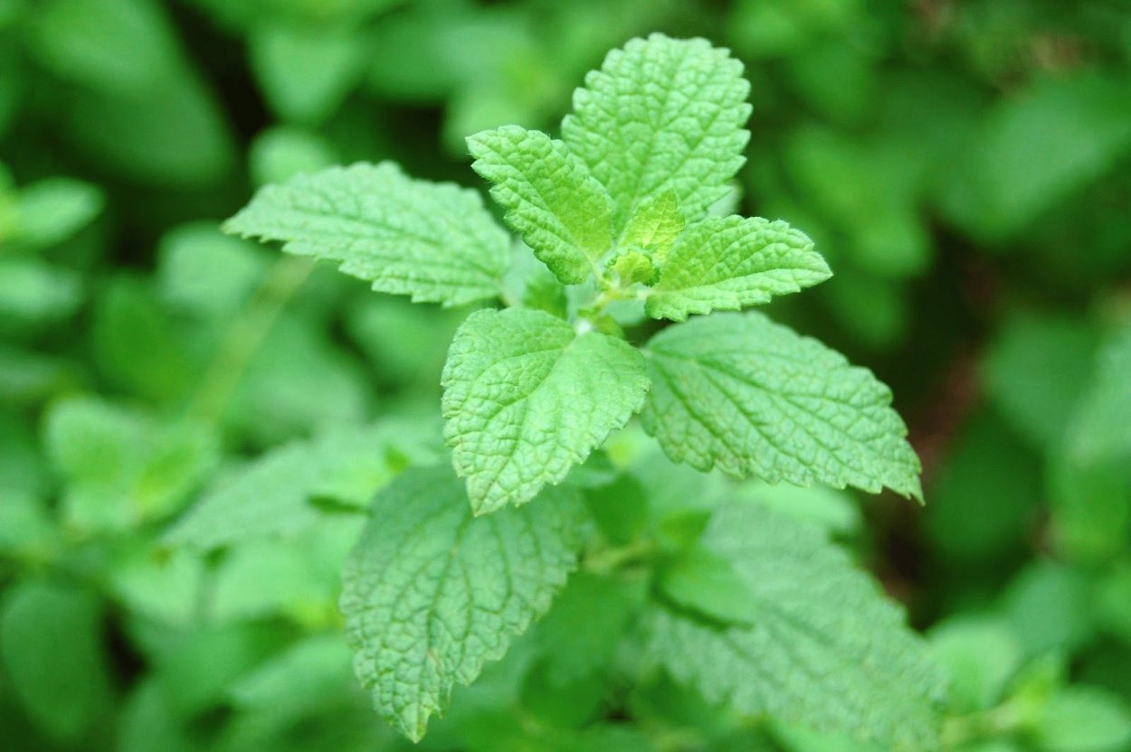 Мелисса лекарственная Lemon Balm