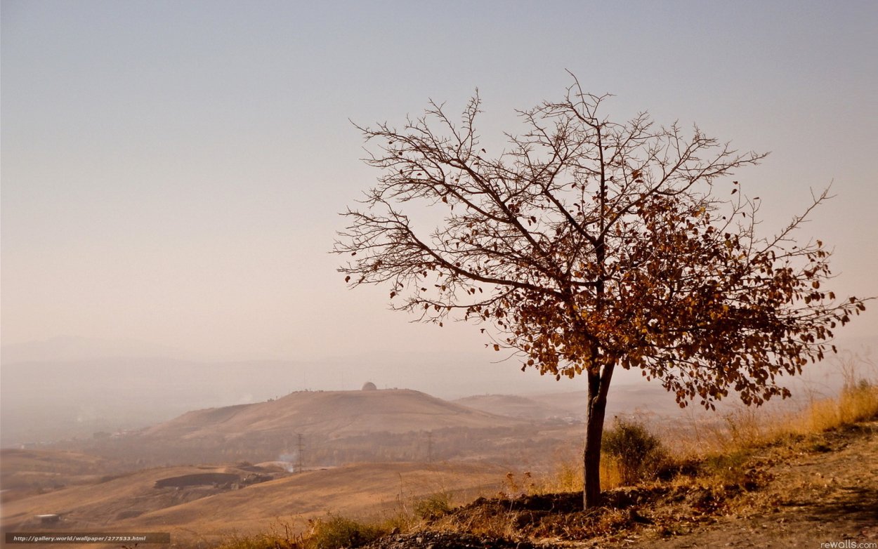 Джида дерево пейзажный