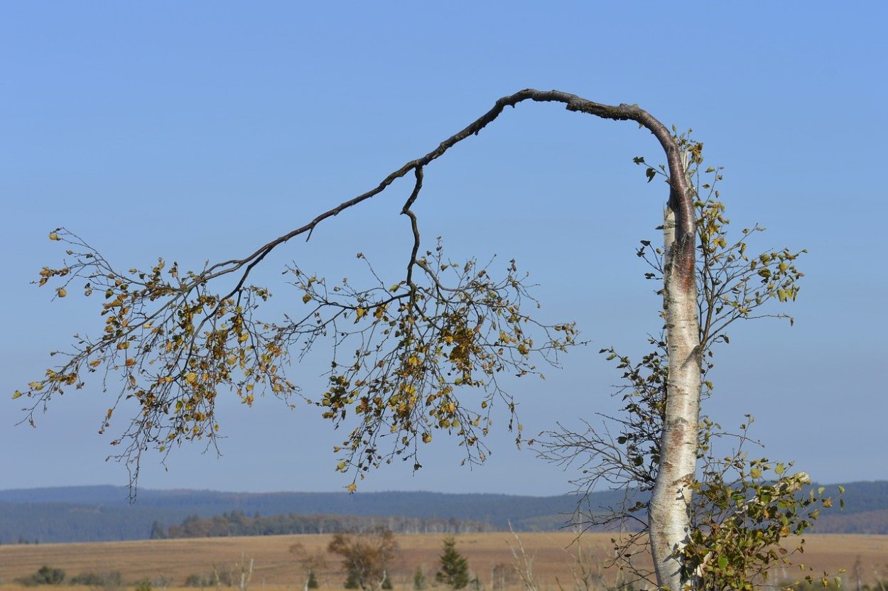 Золотая Акация Австралии