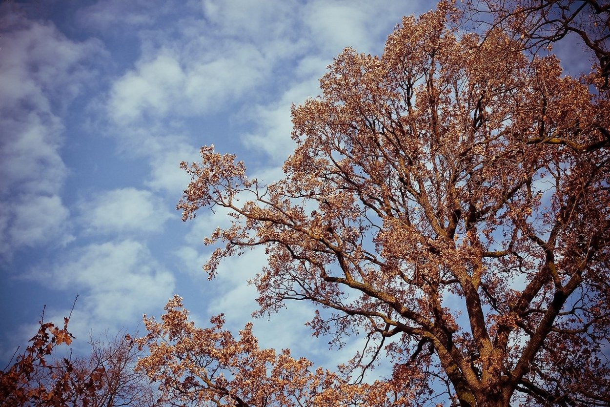 Пейзаж одинокое дерево