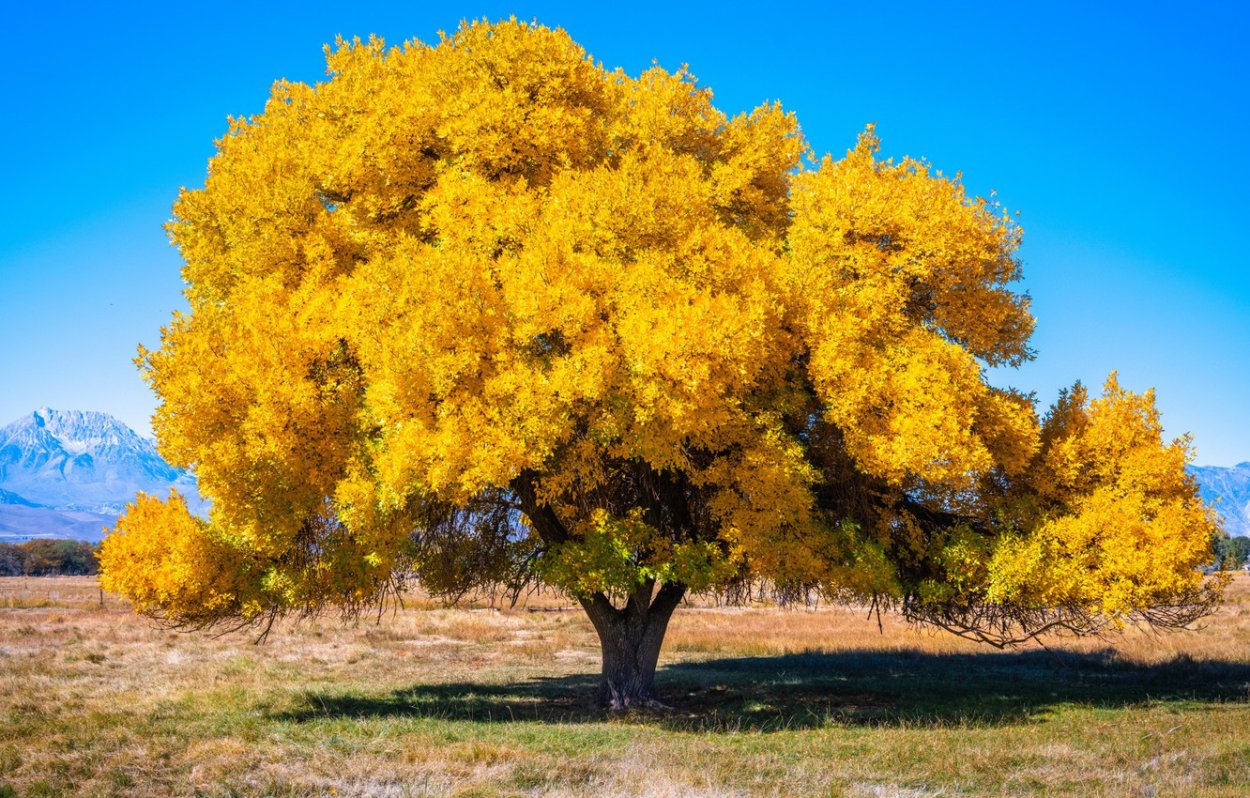 Желтое дерево в Америке
