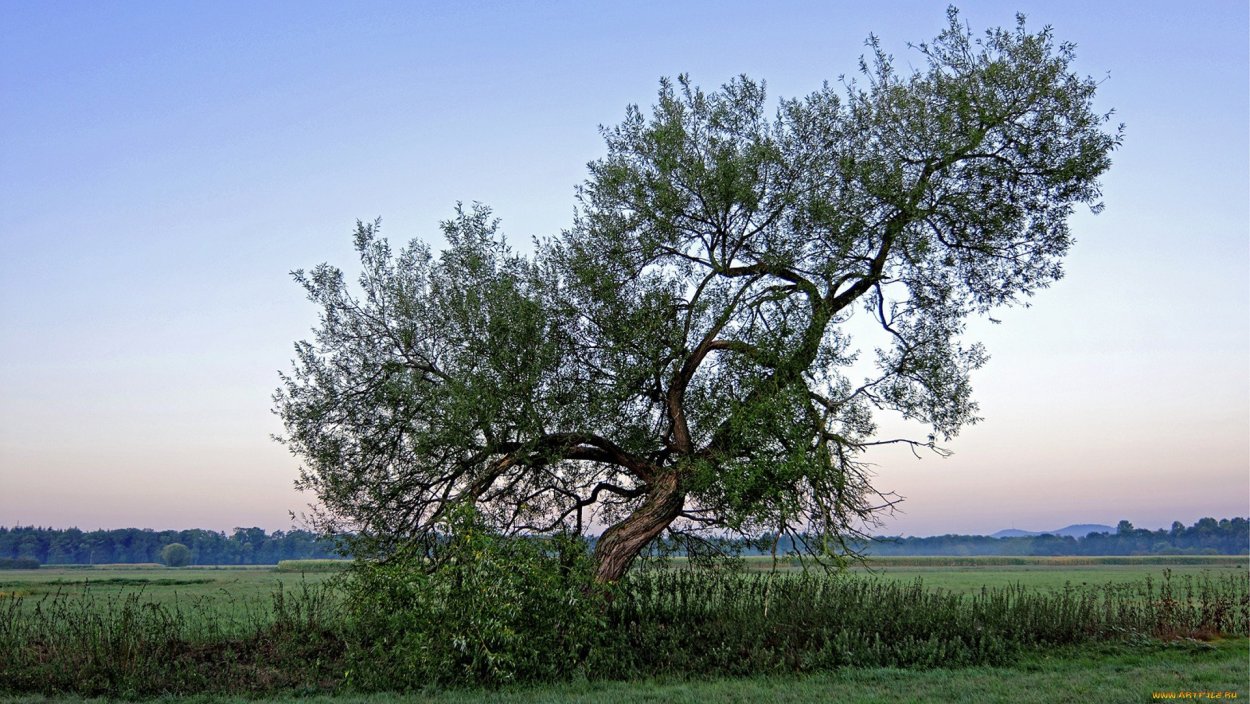 Осень деревья