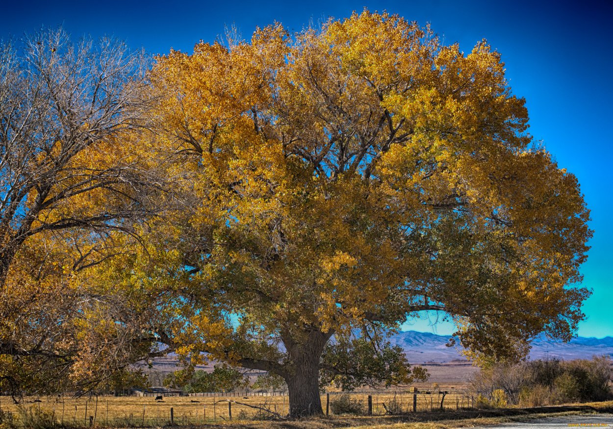 Засохшая береза