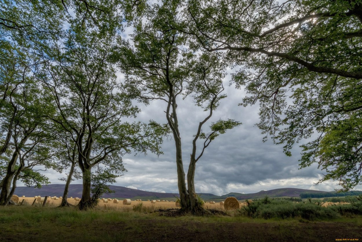 Картинка пустынные леса Ива