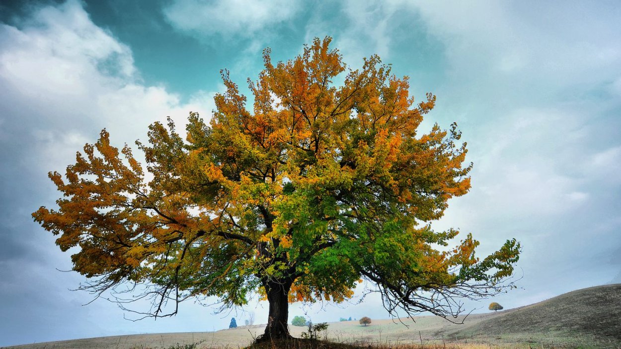 Деревья 1600 на 1200