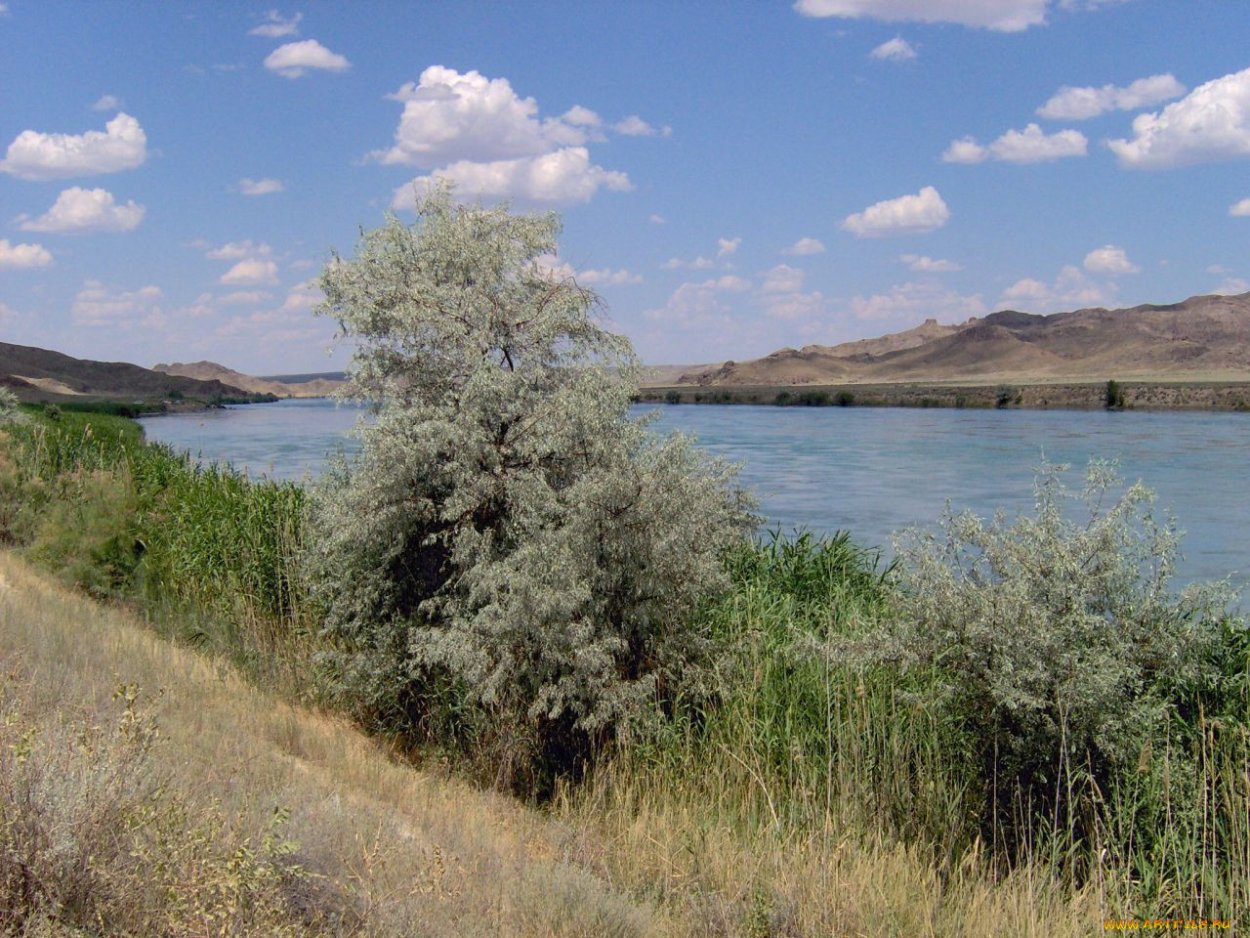 Яблоня одинокое дерево