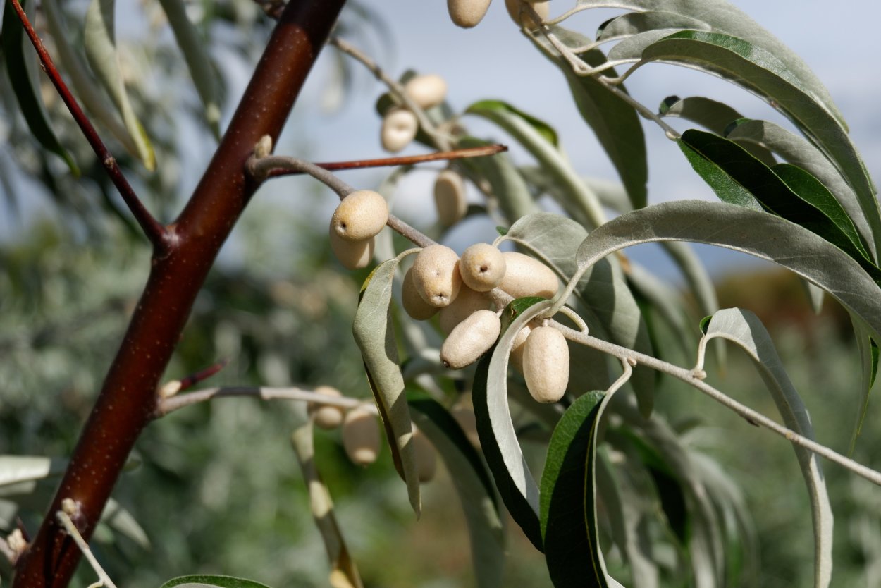 Зизифус унаби китайский