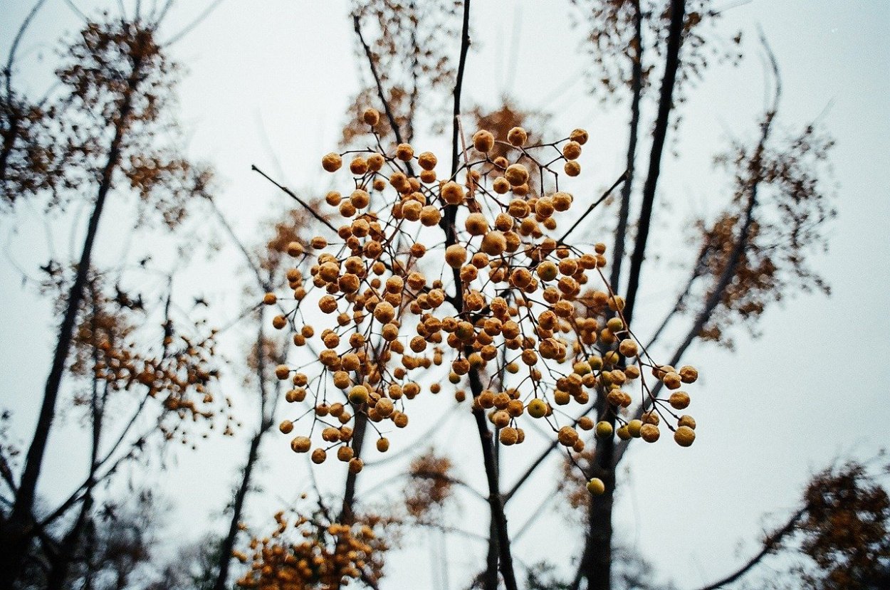 Лох узколистный дерево Джида
