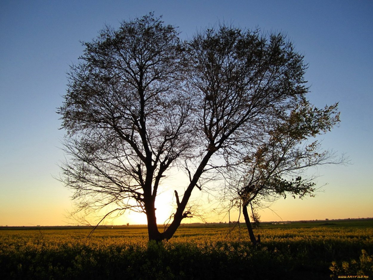 Лиственное дерево. Небо