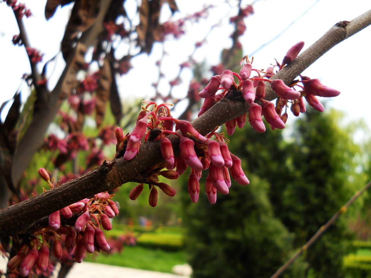 Лох серебристый (Elaeagnus argentea)