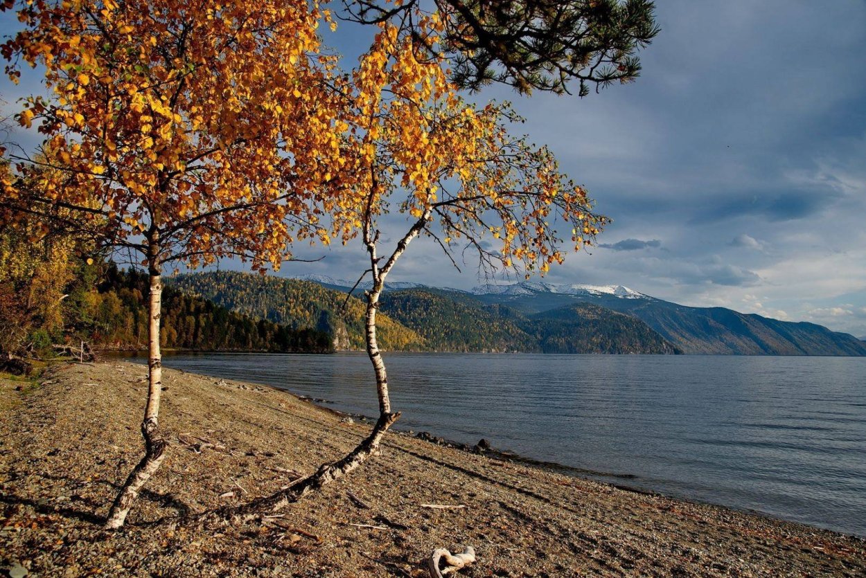 Джида дерево