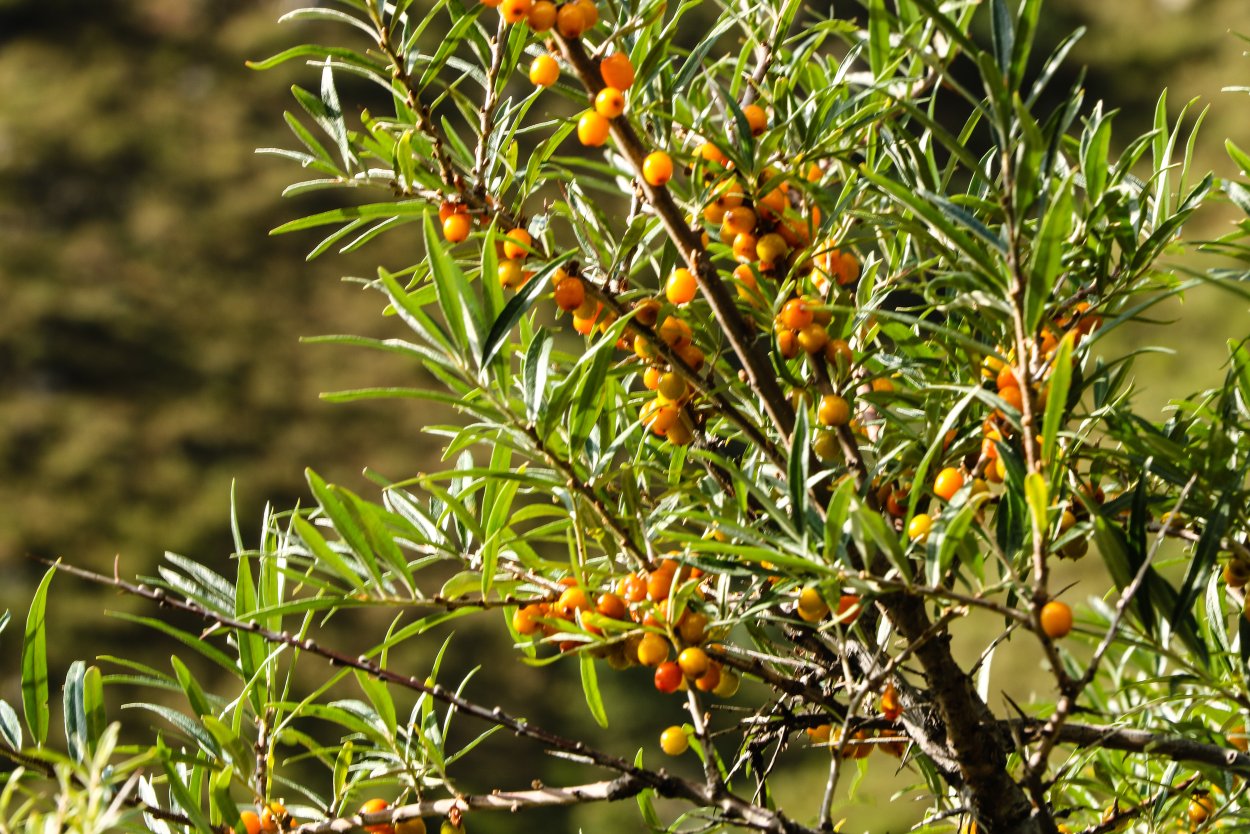 Лох узколистный (Elaeagnus angustifolia)