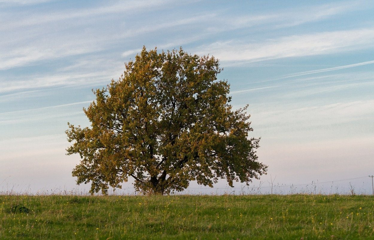 Серебряное дерево