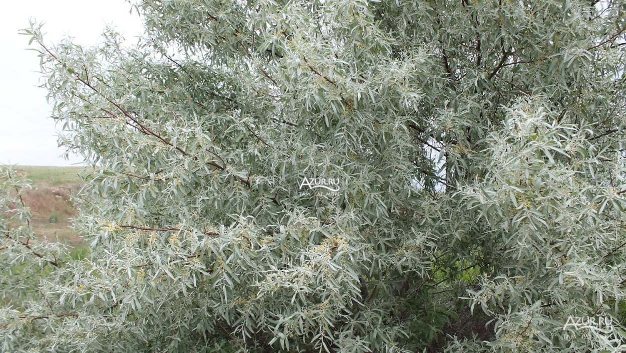 Пойменные леса Кыргызстана