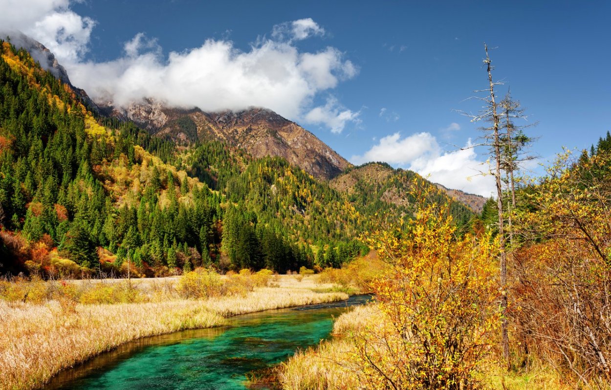 Лох узколистный Ангустифолия