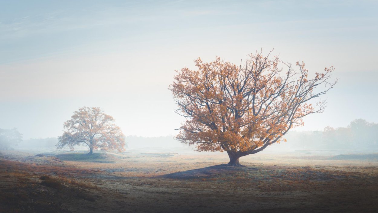 Лох серебристый Дикая маслина