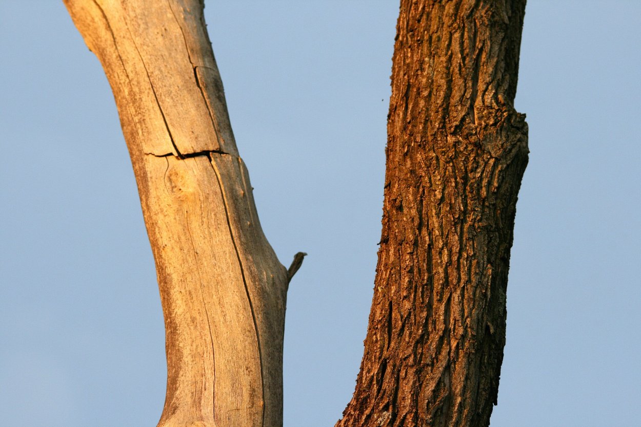Корни дерева