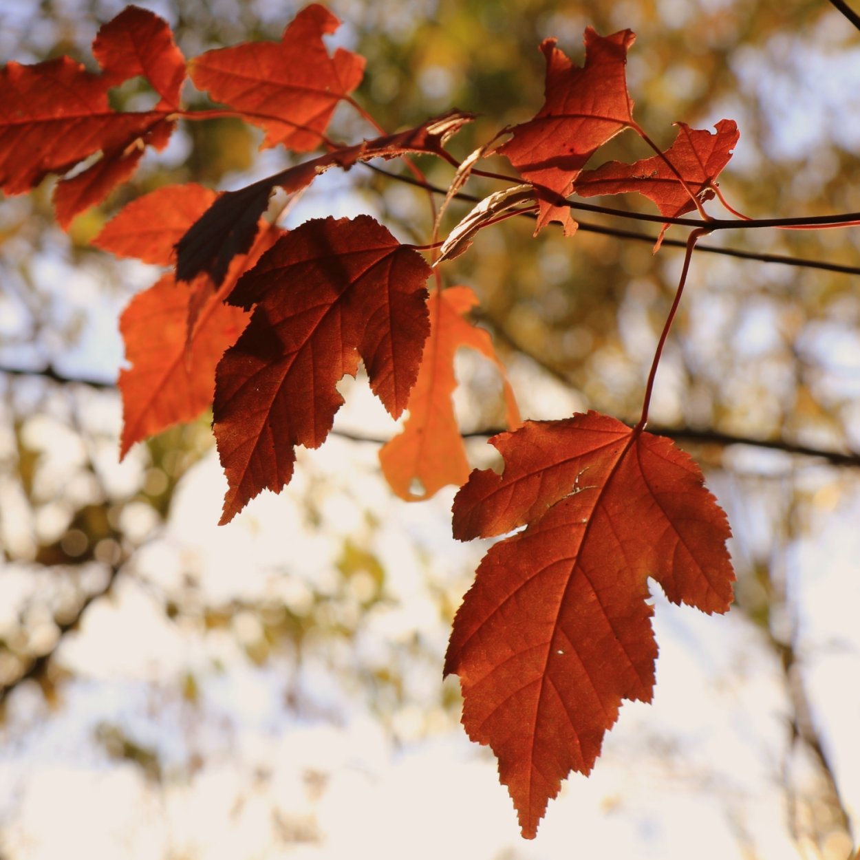 Клен Сибирский листья
