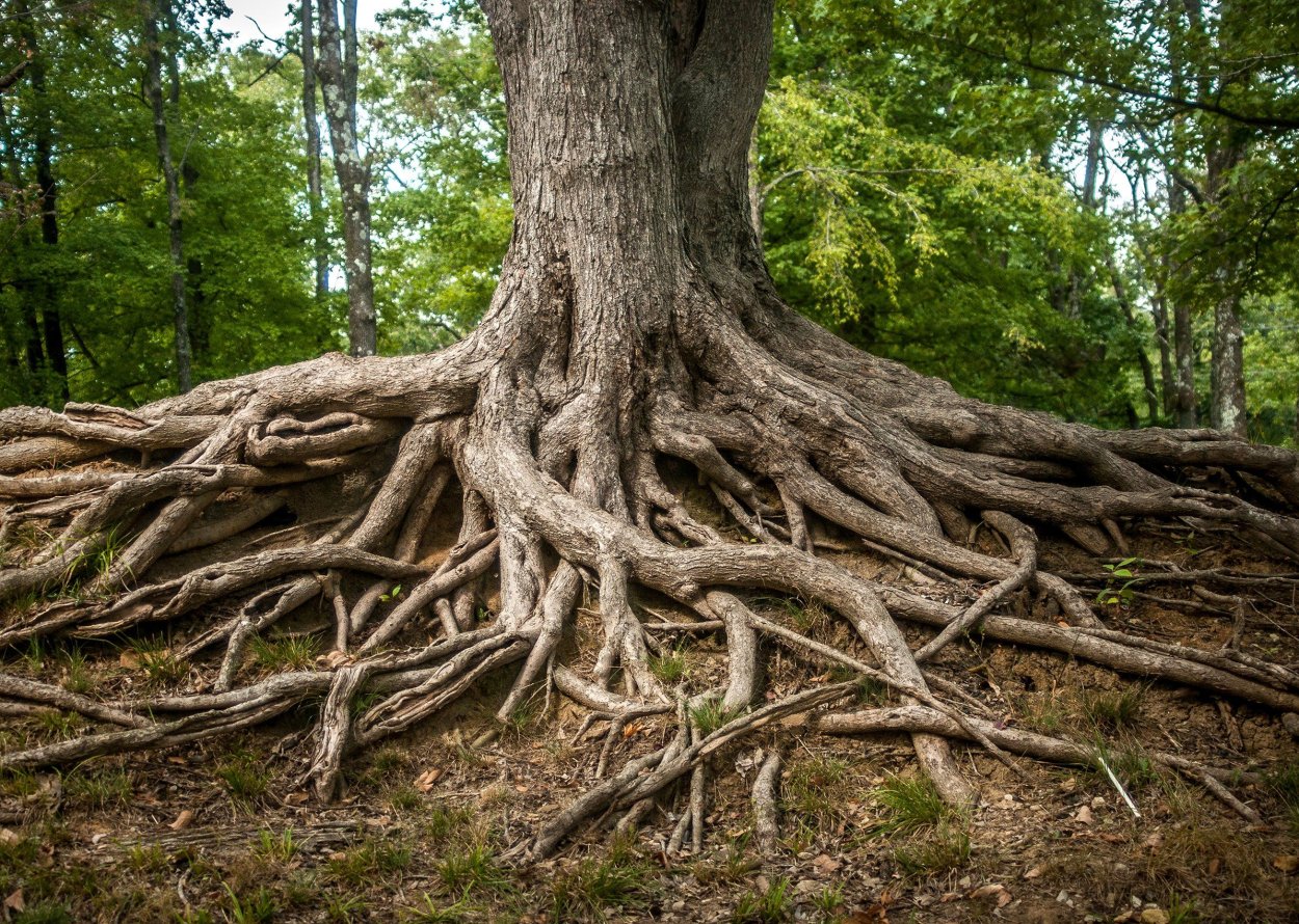 Лесные коряги