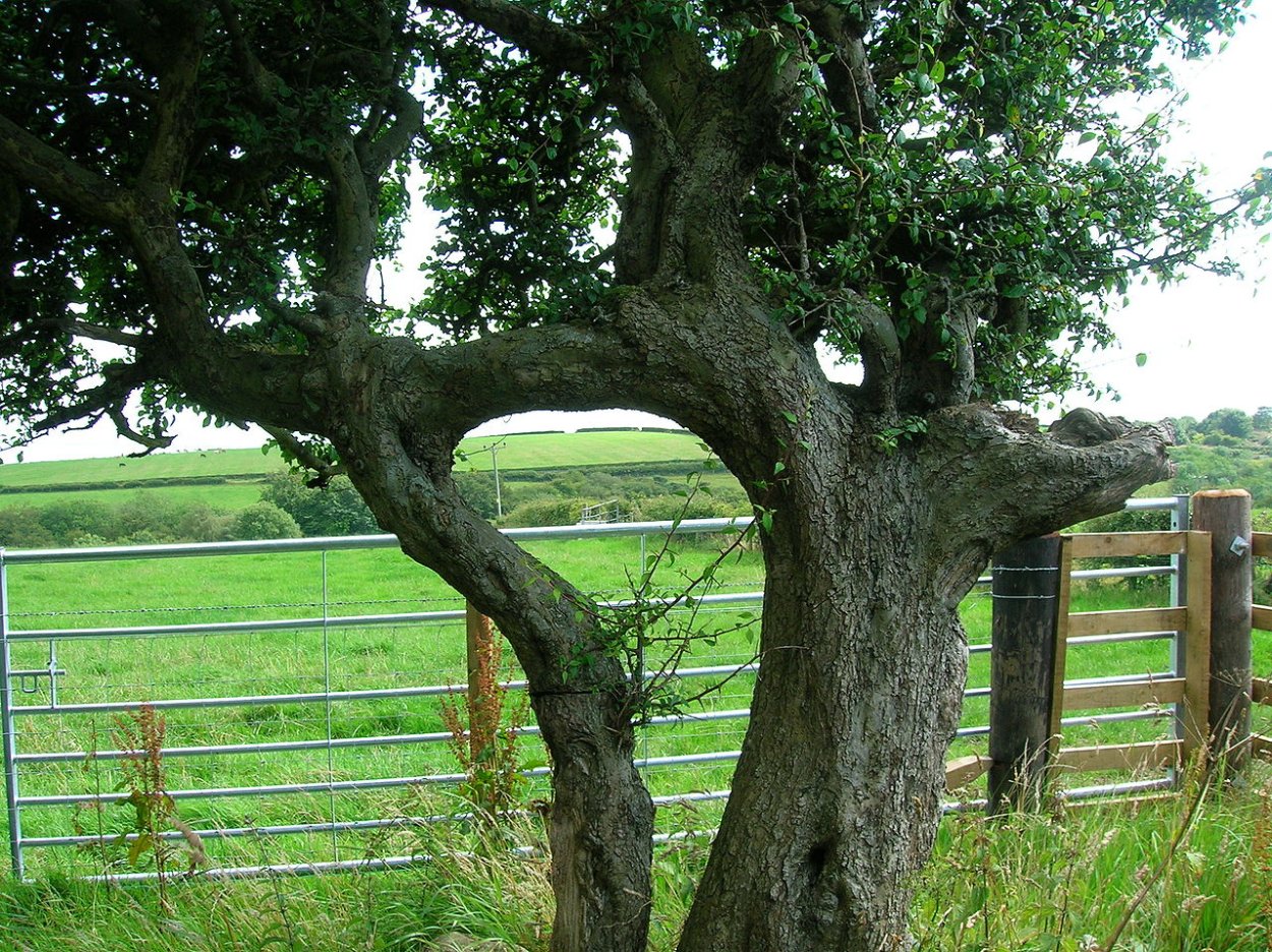 Два сросшихся дерева