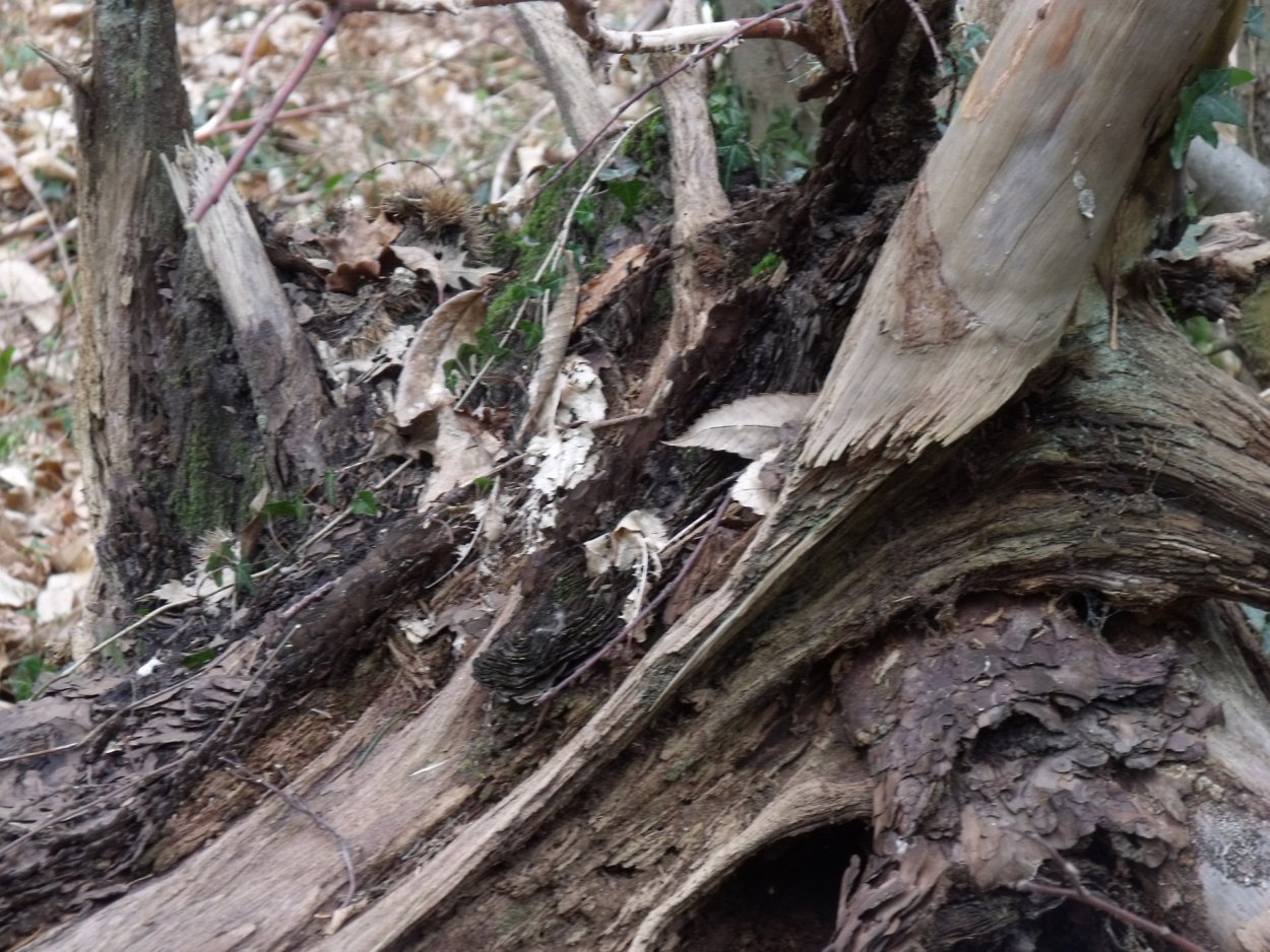 Сросшиеся деревья