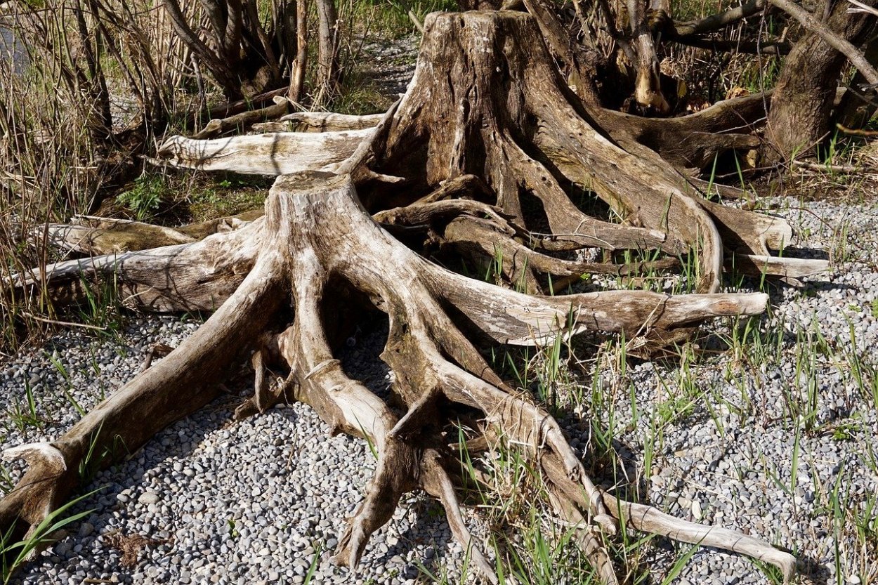 Сросшиеся деревья