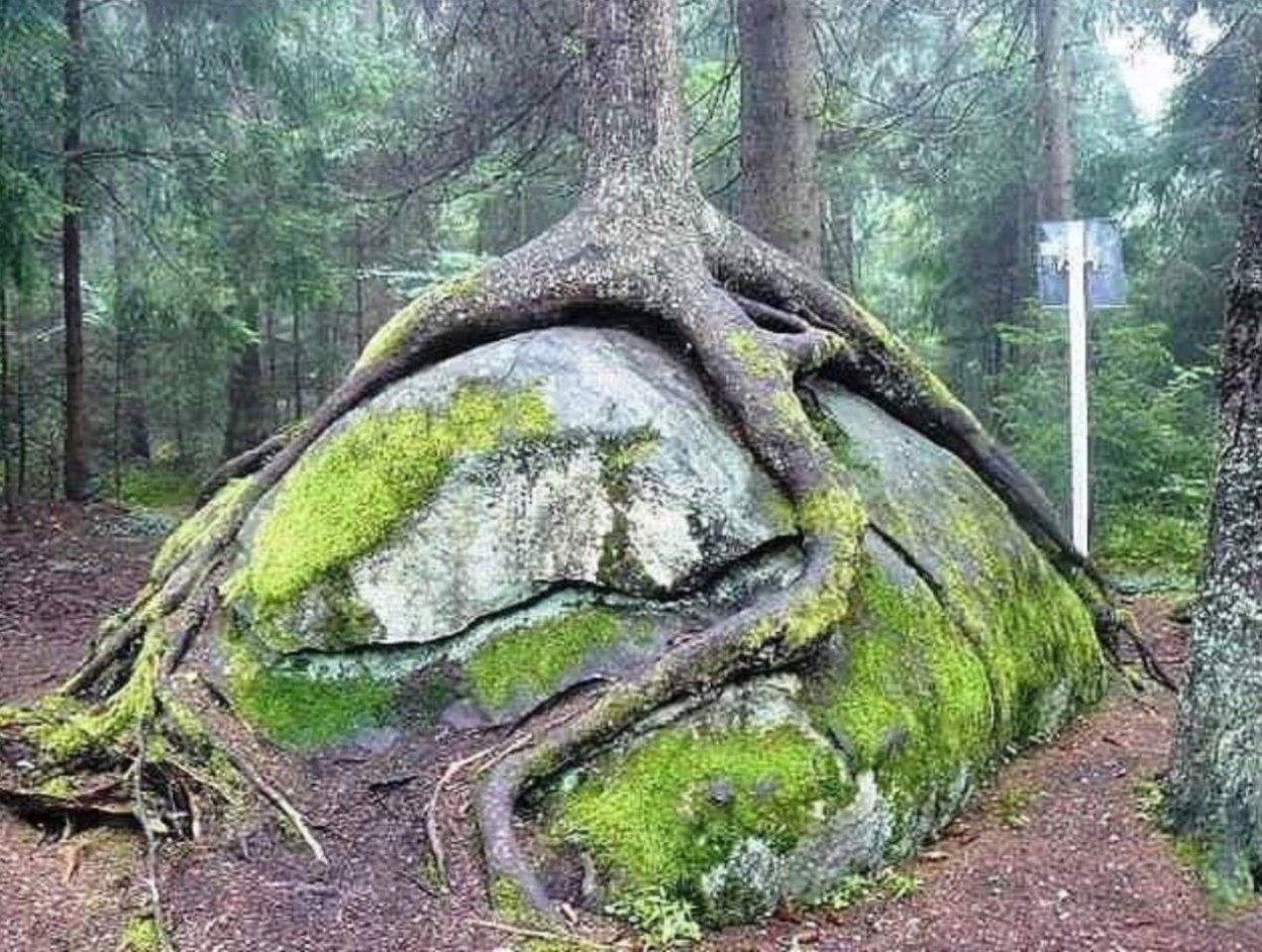 Пороки древесины обзол