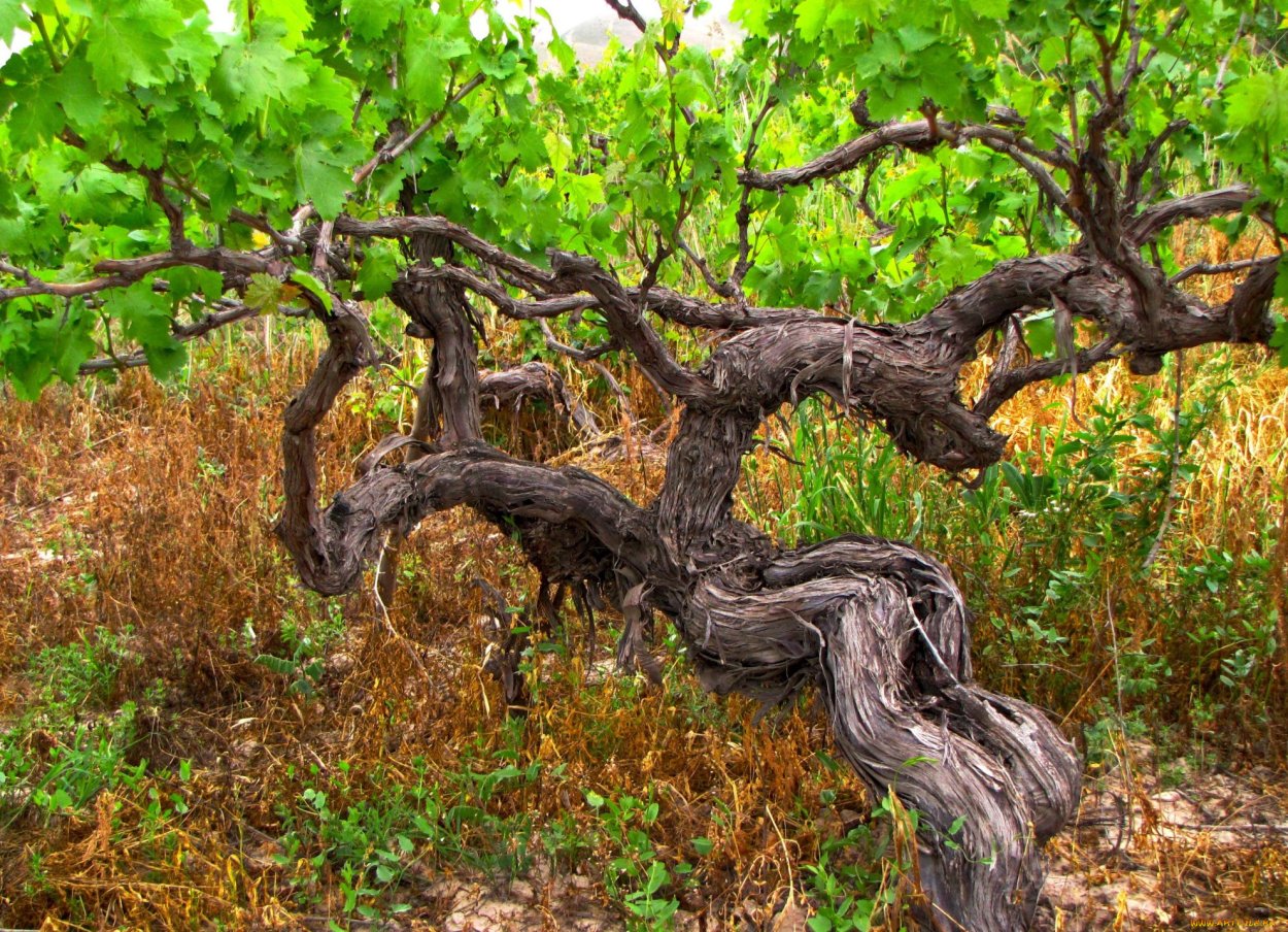 Мопане дерево