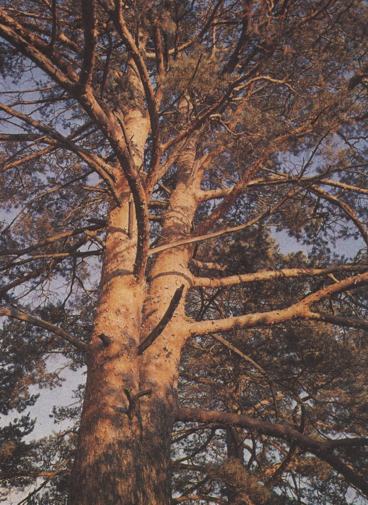 Деревья похожие на людей