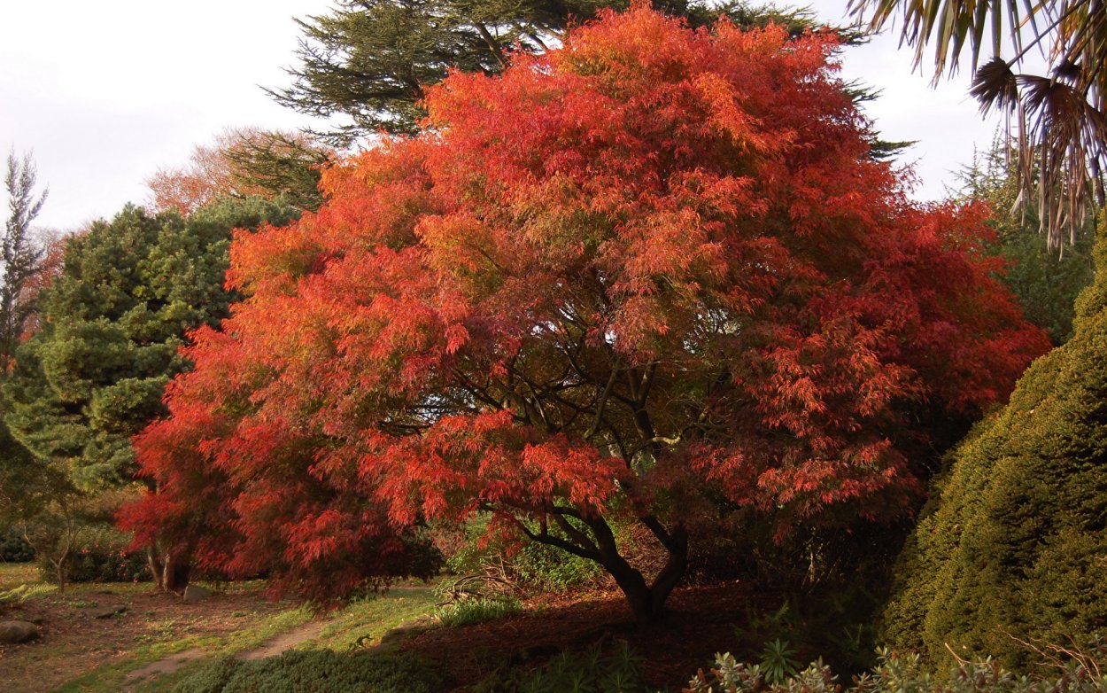 Acer palmatum