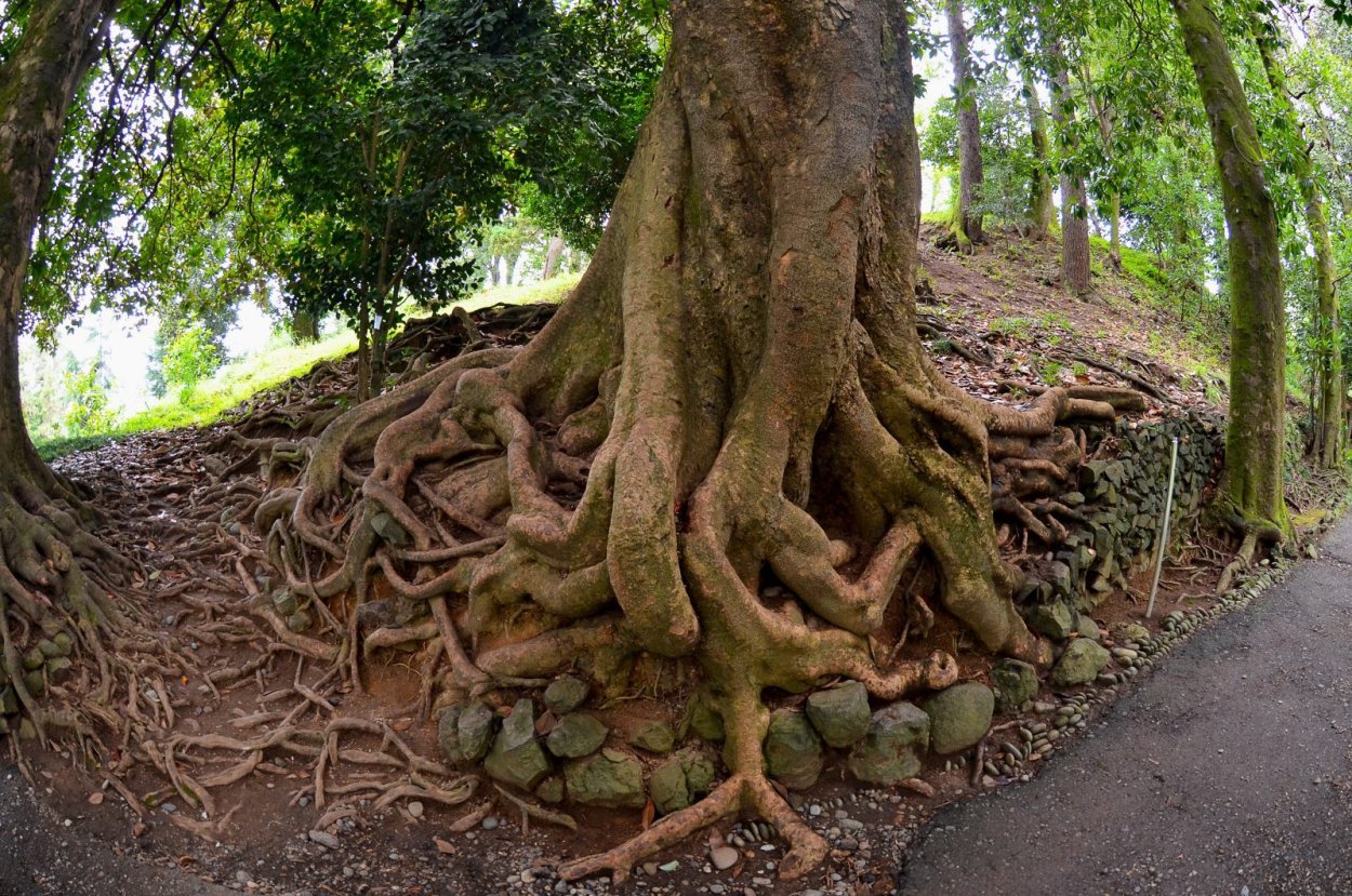 Дьявольское дерево