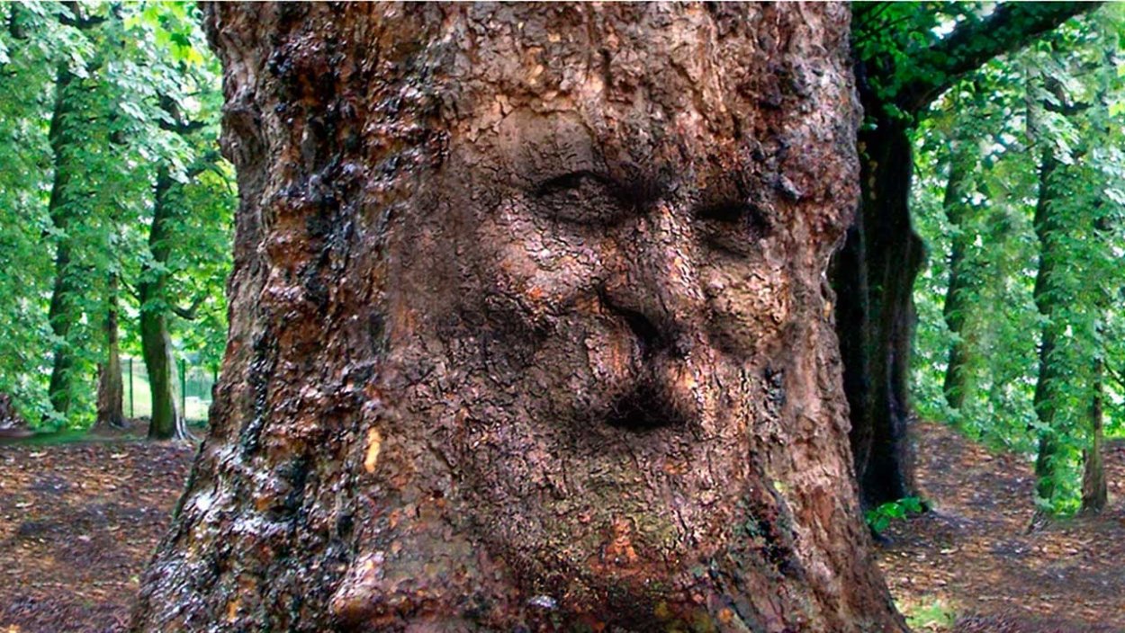 Секвойя с дуплом