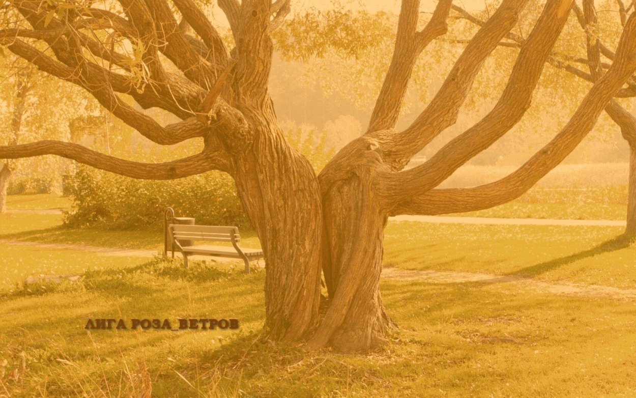 Флагообразная крона