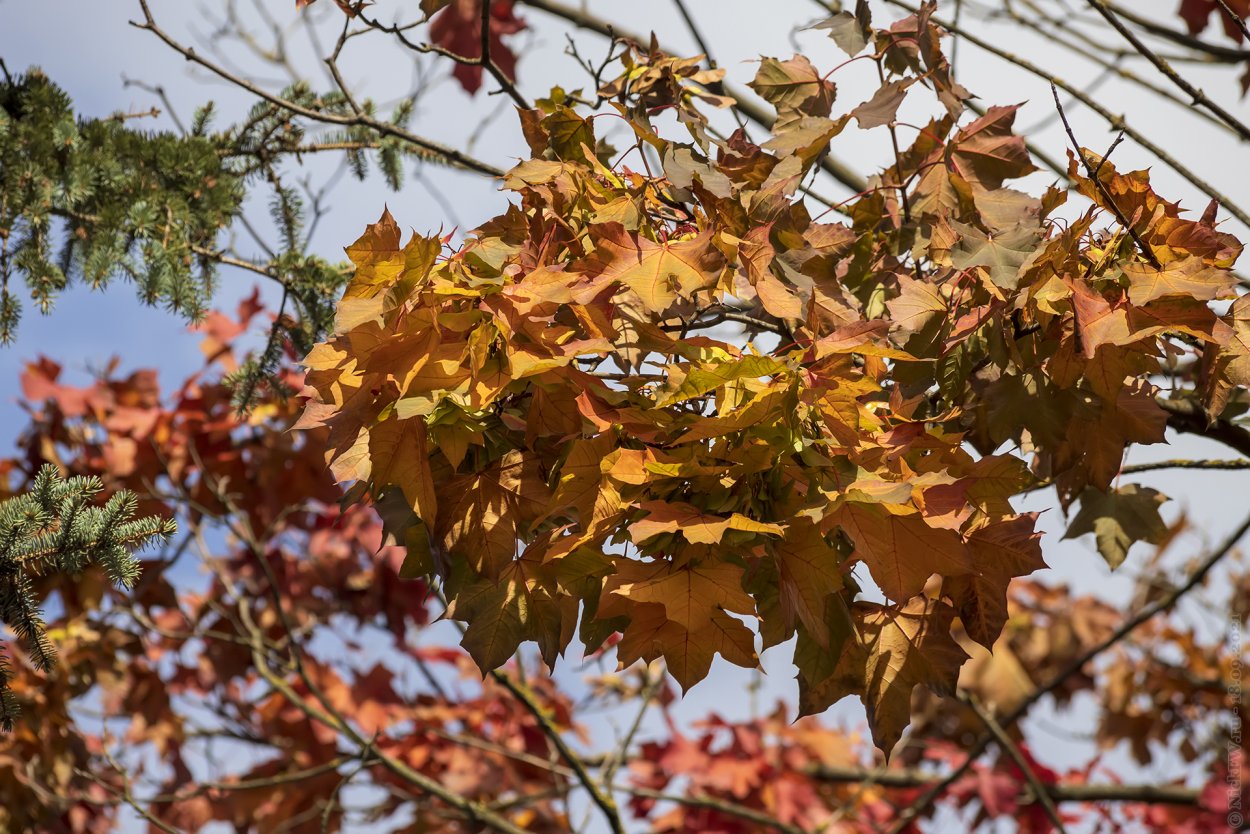 Клен дуболистный