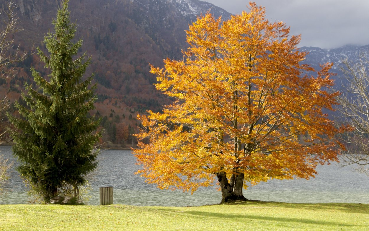 Деревья осенью