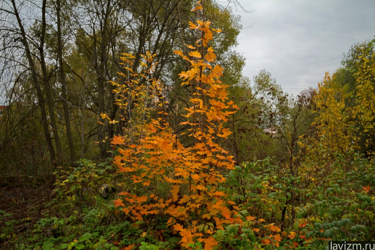 Клен дерево листья
