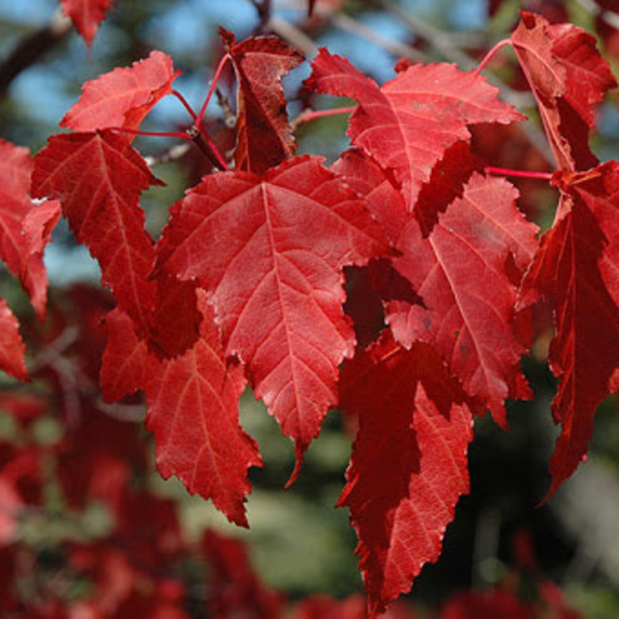 Клен узколистный красный