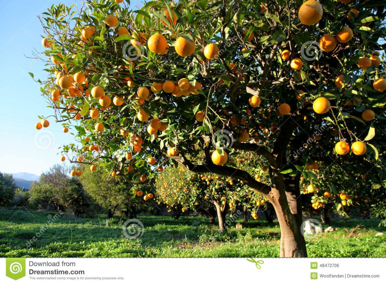 Sorbus aucuparia дерево