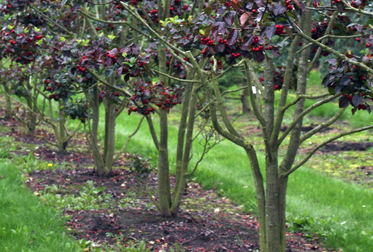 Абрикос дерево