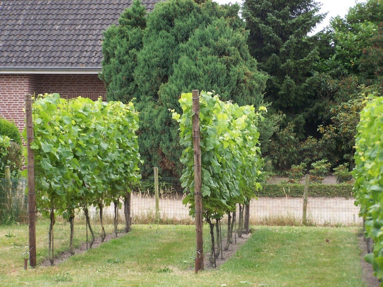 Робер Уден апельсиновое дерево