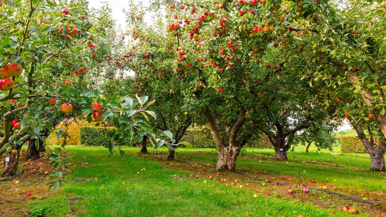Деревья в контейнерах