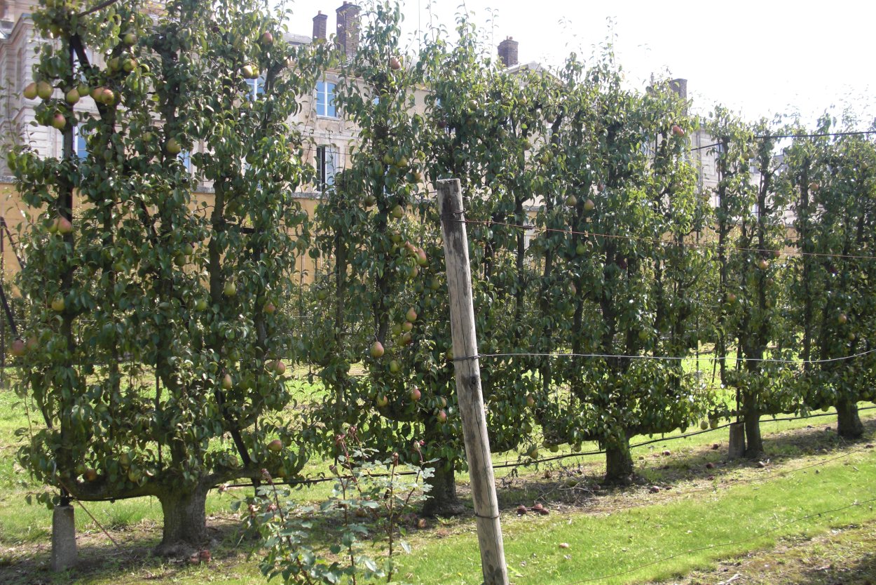 Клен остролистный Роял ред