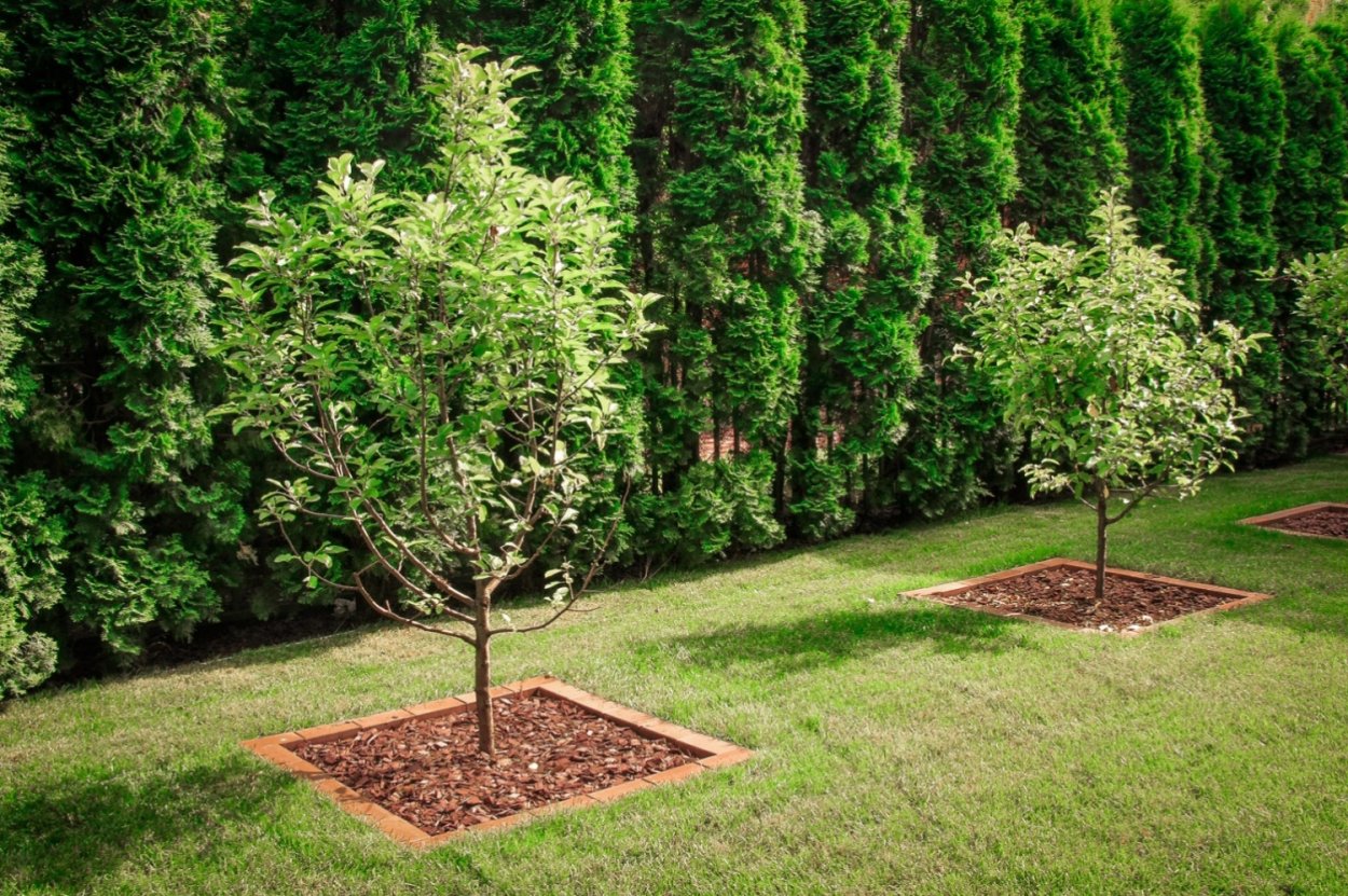 Сакура мелкопильчатая